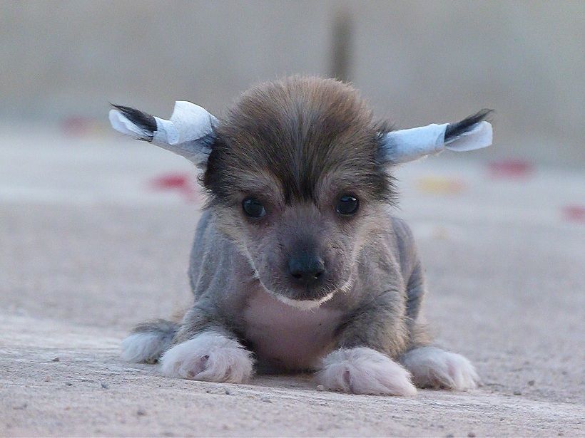 Aioros de Saphire Star Soul