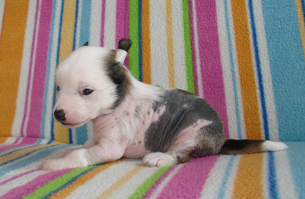 CAMPARI noble Chose Savente