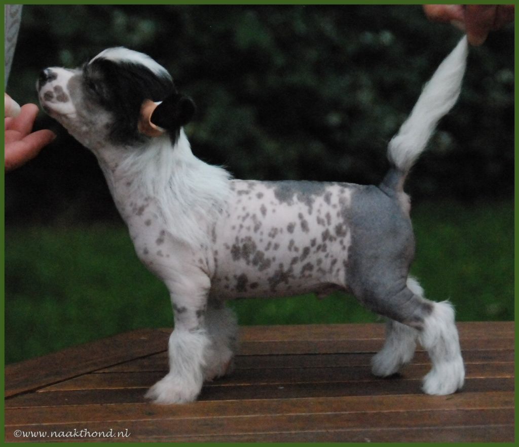 Be My Little Baby of Roxy's Pride