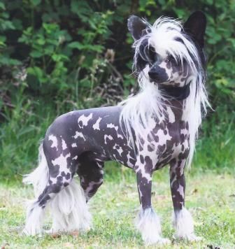 Beyond The Best of Roxy's Pride