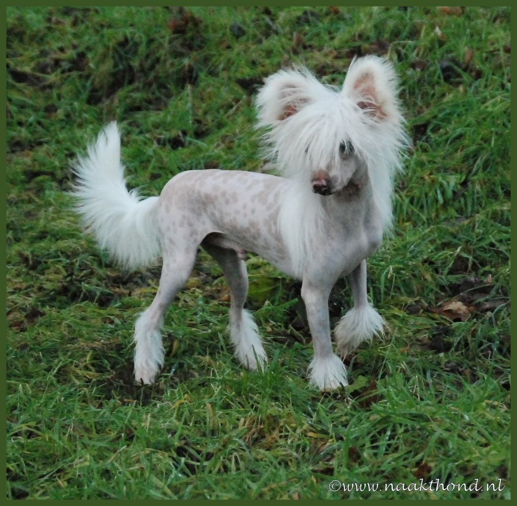 Butterfly Kisses of Roxy's Pride