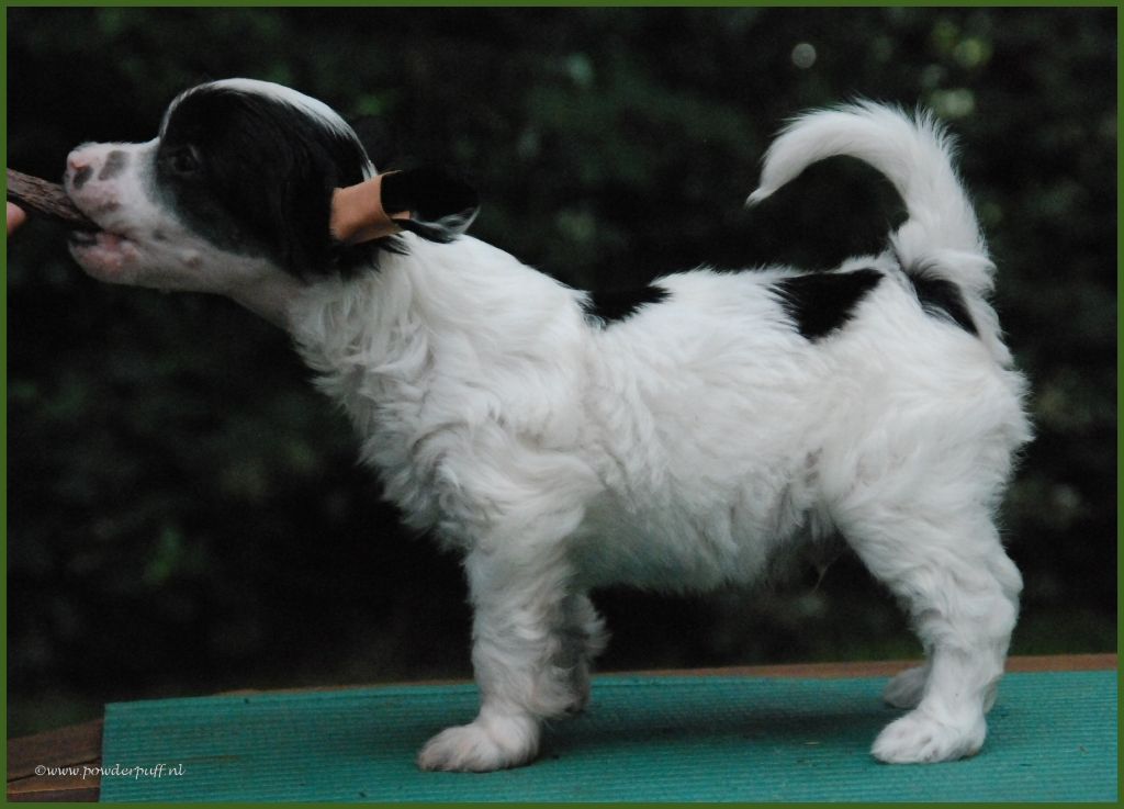 Born To Be Alive of Roxy's Pride