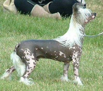 Dizame Detonator at Ynchreenoo