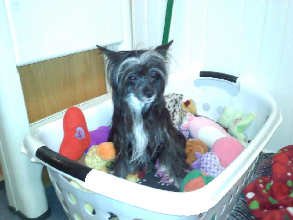 Tailgate's Heart Chakra