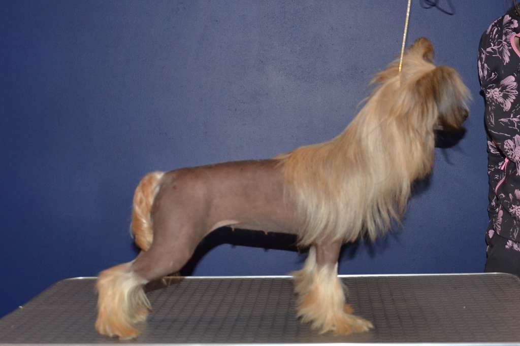 Oks Company Milla Jovovich