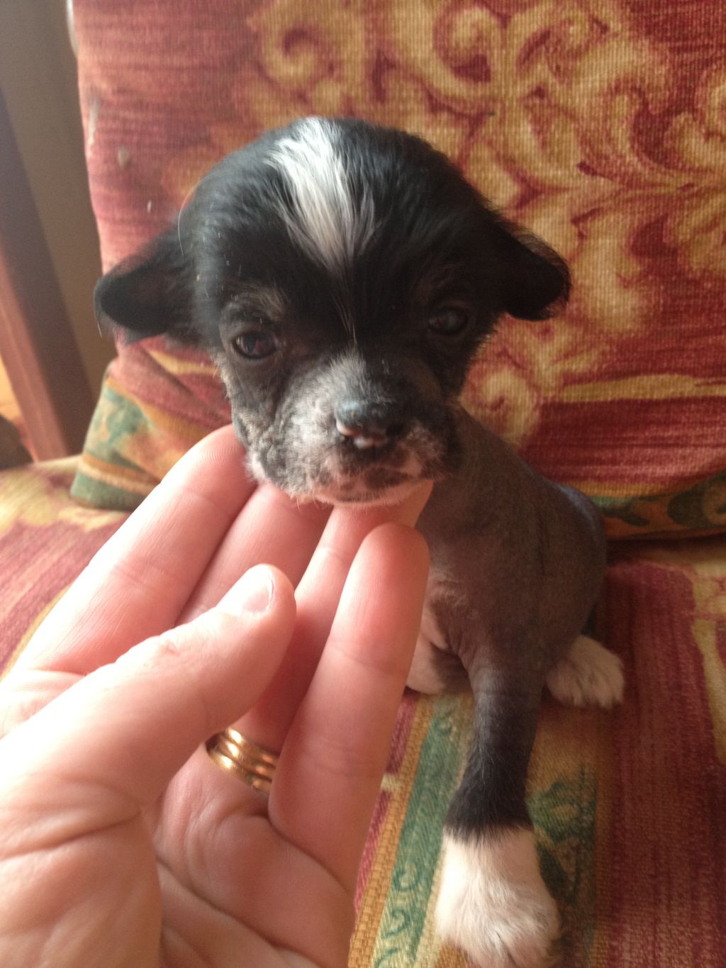 Syingcrest HL Male 2