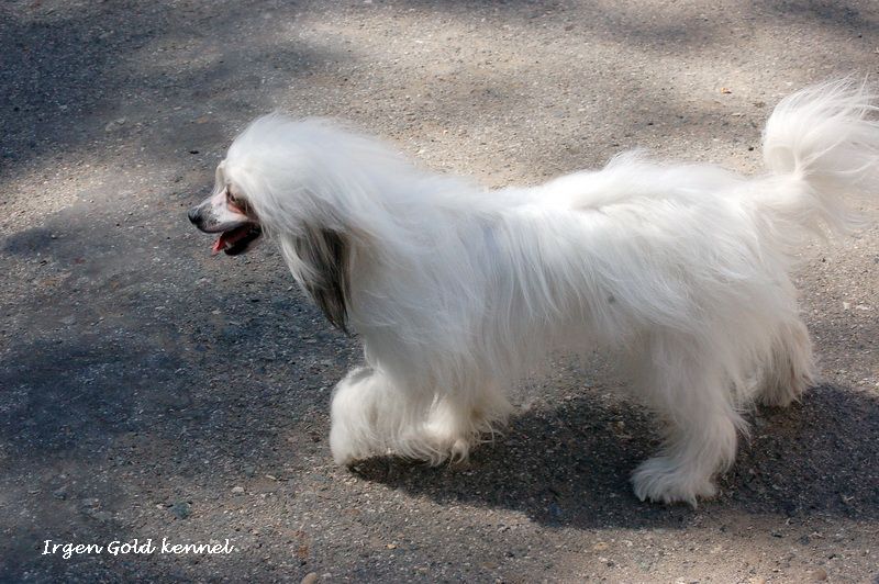 Irgen Gold Eva Longoria