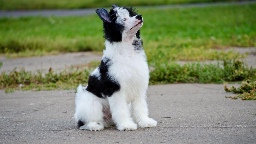 Anna Sky Kennel Zenovia