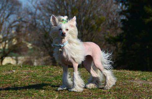 Anna Sky Kennel Zara Golden Lady