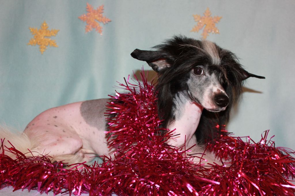 Gallurius Zingaro Casanova