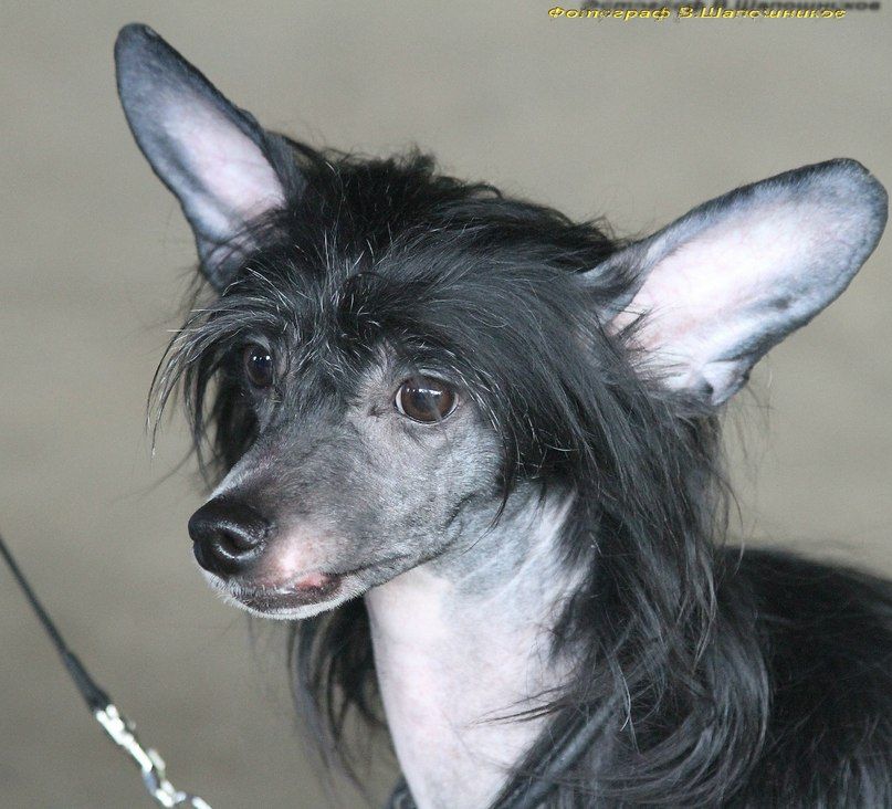 Gallurius  Zulu Black Ice Princess