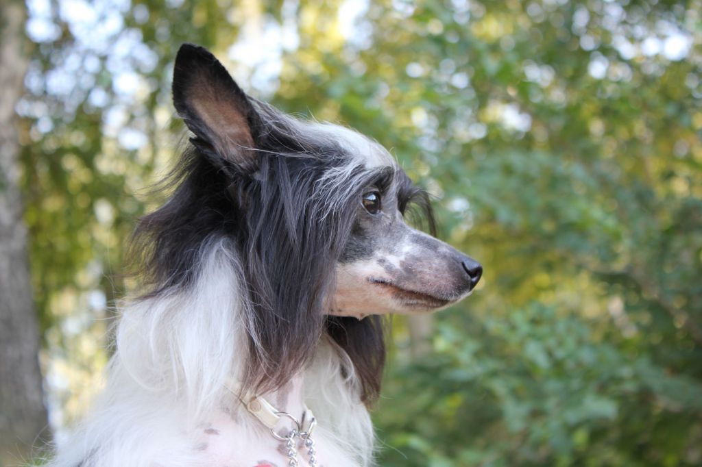 Gallurius Zenga Zengana Berry