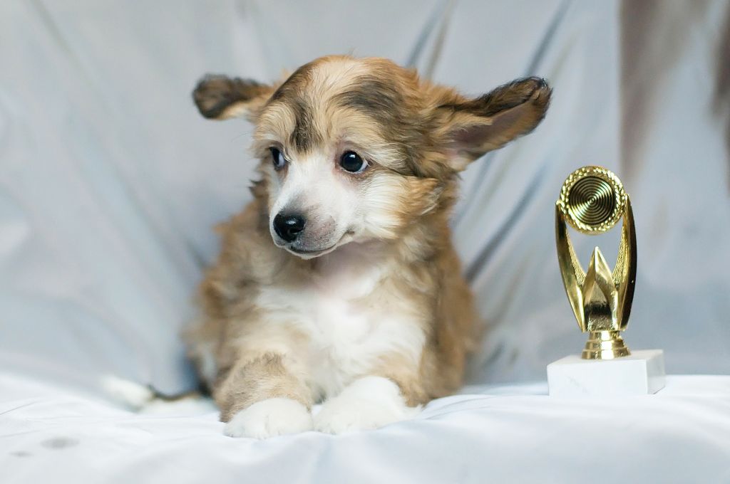 Karnelius Eseniya Vesennia