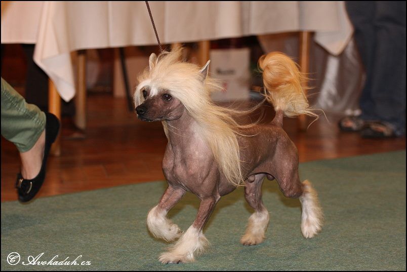 Cheiko    z Teramonu