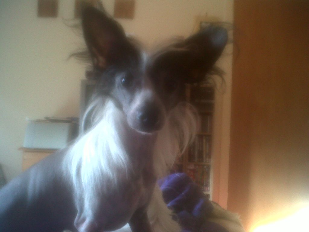 Sigyns Miss Liberty-bell NAF