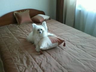 Undina Bonus Westtai