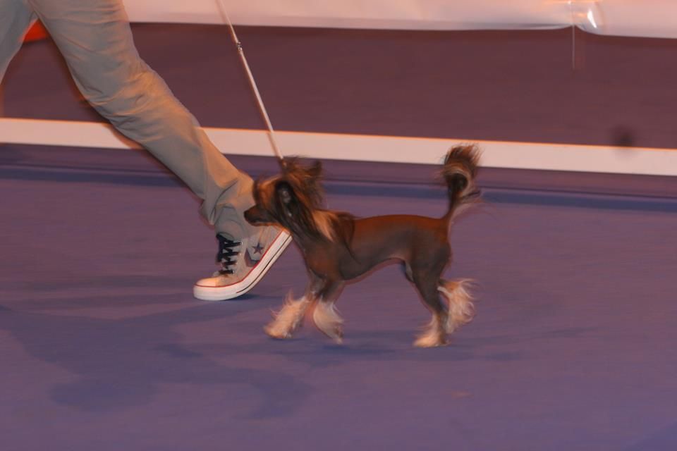 Miss Sunshine de Pequeño Pony