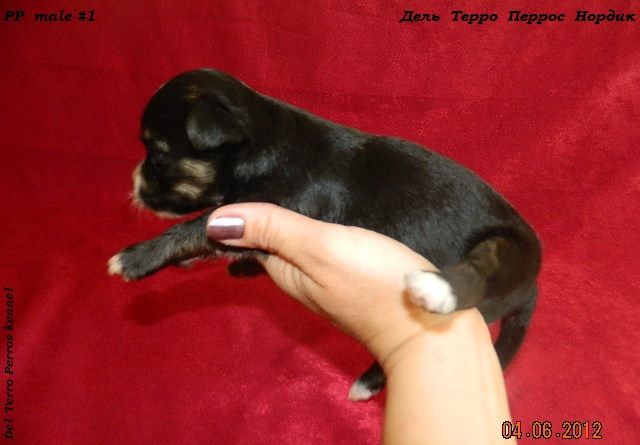 Del Terro Perros Nordik