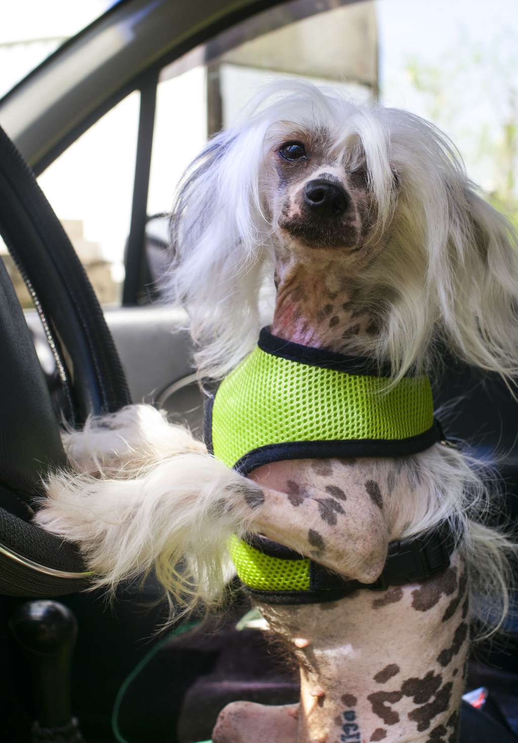 Vikiri Bells Je t'aime