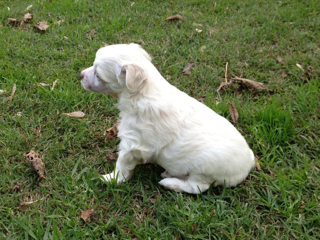 Liliah Bittersweet Symphony