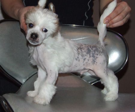 Fantastik Kashmir Zh...