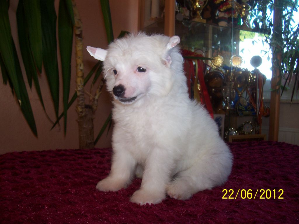 Jasmin Weißen Flaum Gold Anet