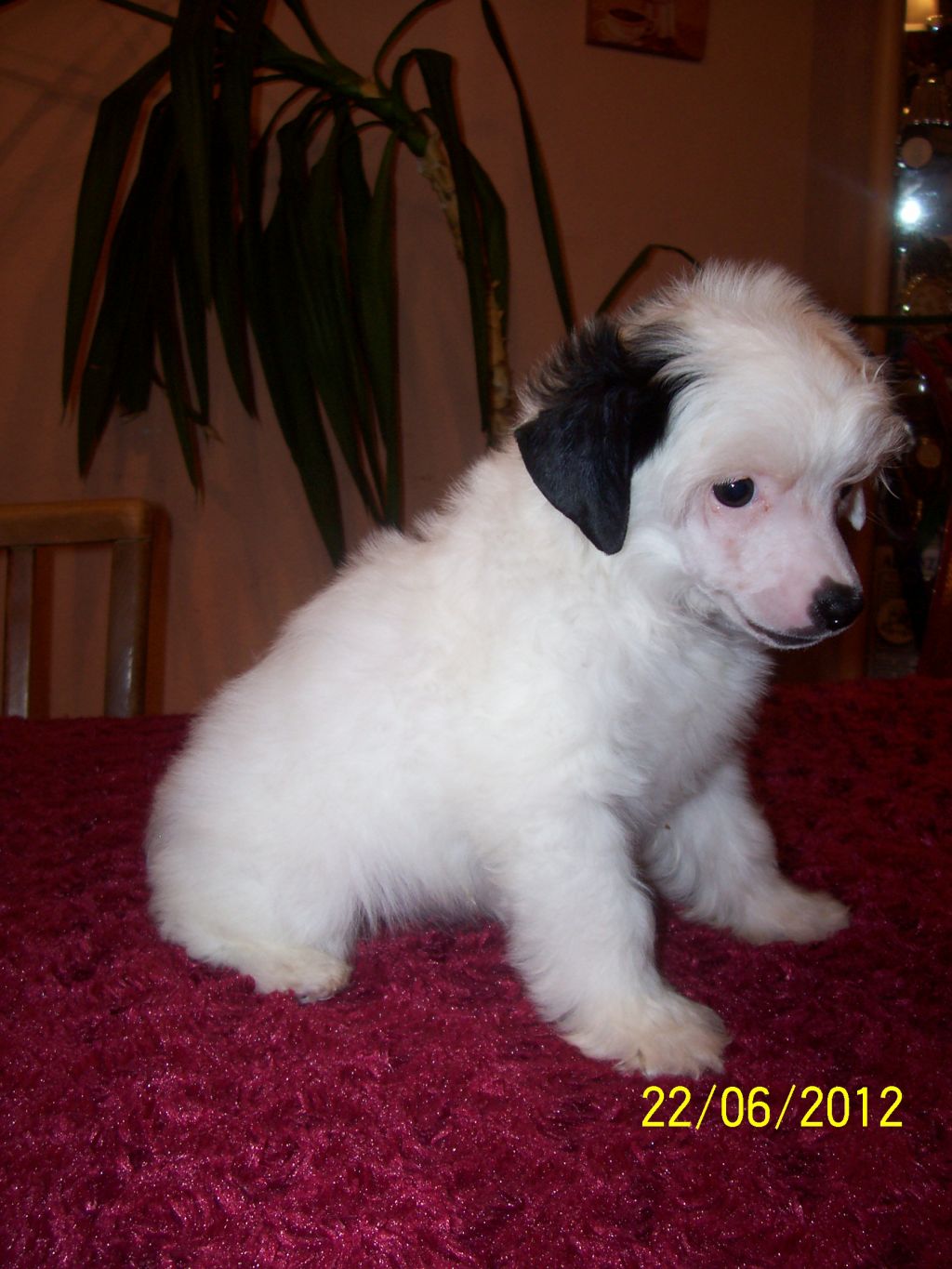 Josefine White Märchen Gold Anet