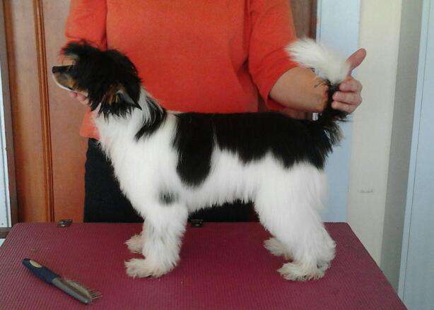 Sonniema Regal Empress