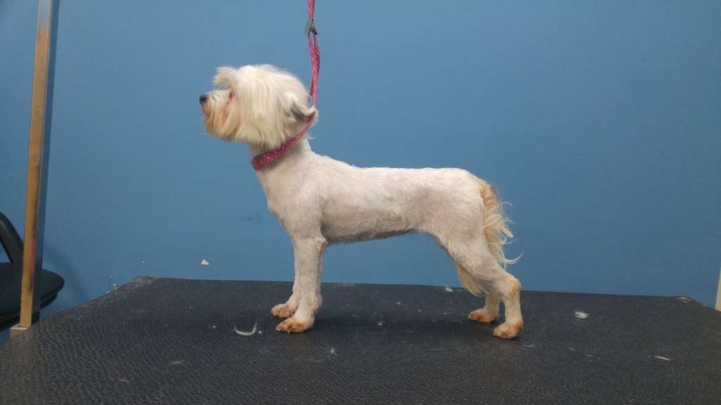 Nu Poil's KenzieBaby Rocks