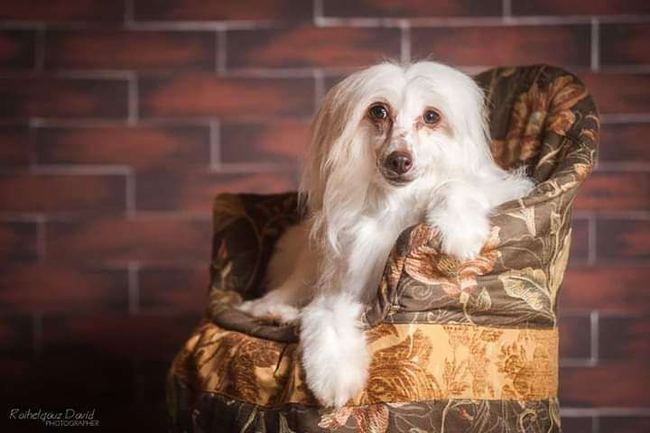 Cherni Zmij Rock-Crystal