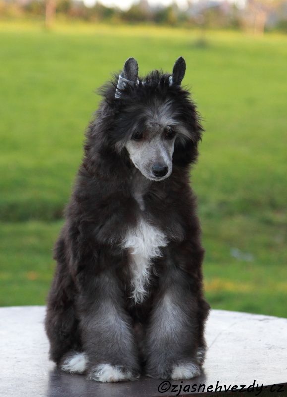 Carmen z Jasne hvezdy