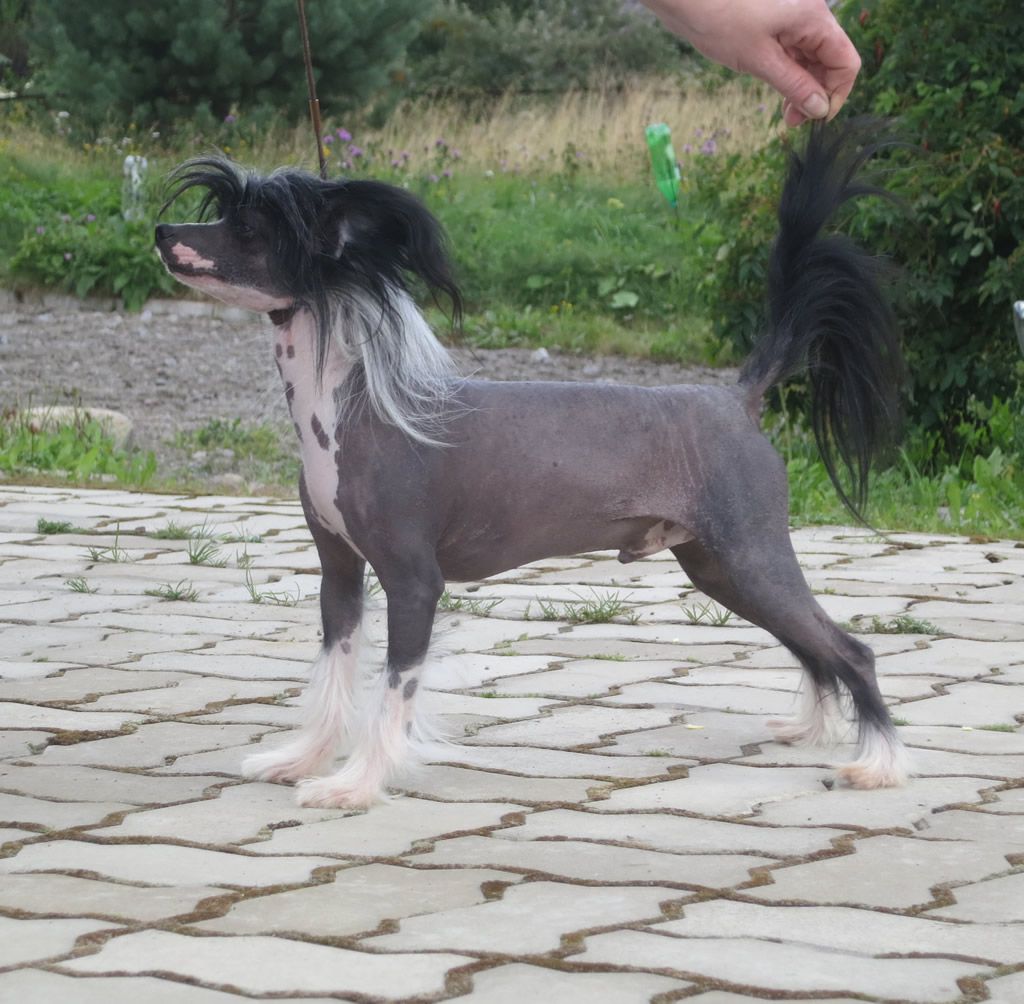 Vernisazh Mari Black Barry