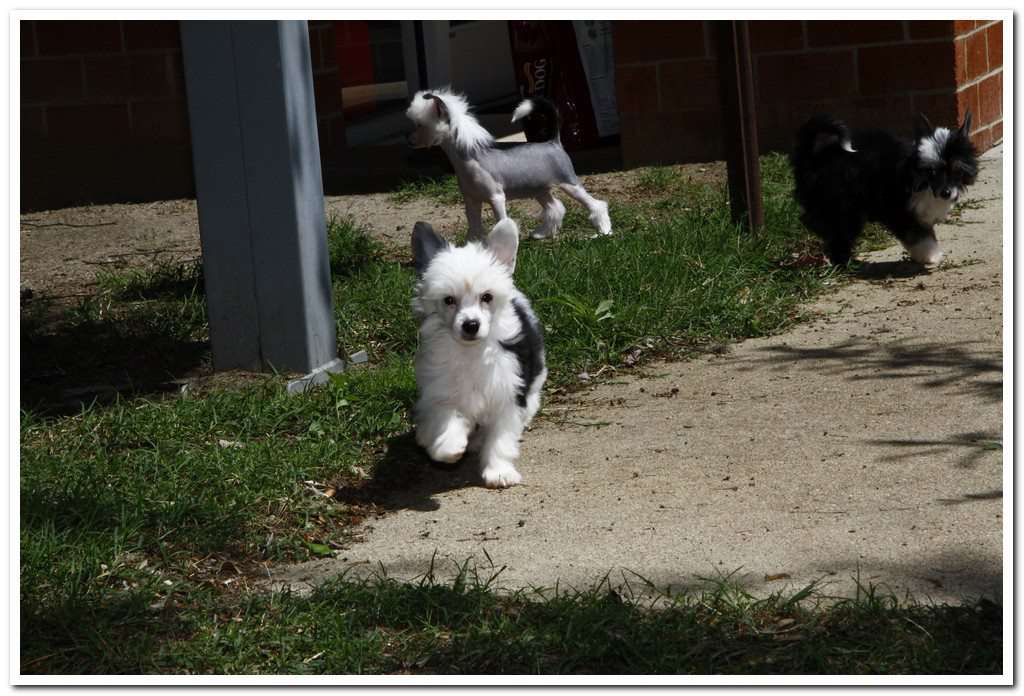 Cinondra's Shake It Mabel