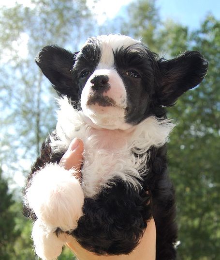 Burlesque Titty Tassels