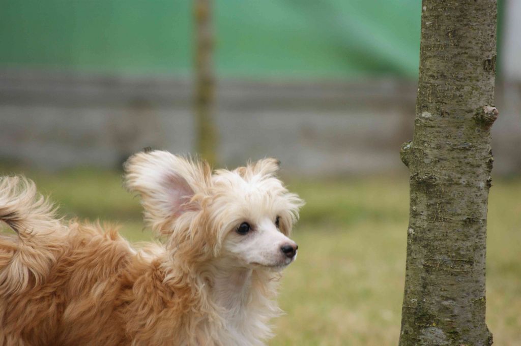 Brauny- Jane Von Taja       