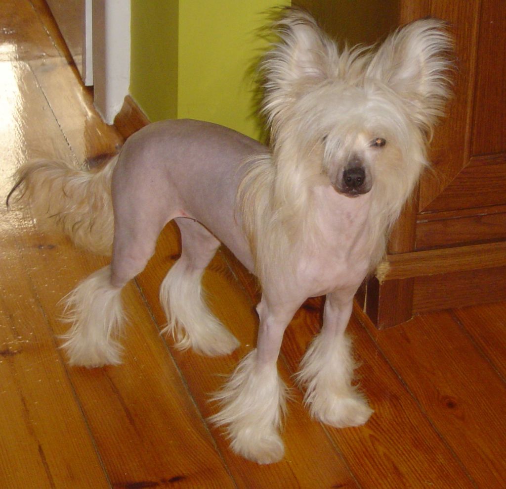 Ksiezniczka Astrid  Sealsa