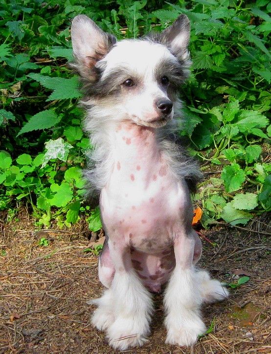 Angel O' Check Jingle Jangle Spurs.