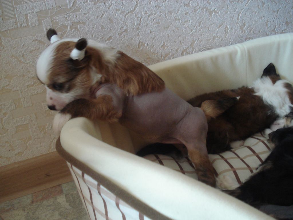 Anzhelika Markiza Angelov