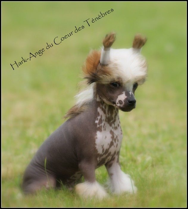 Hark-ange du Coeur des Ténèbres
