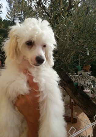 Harlem Des Picholines