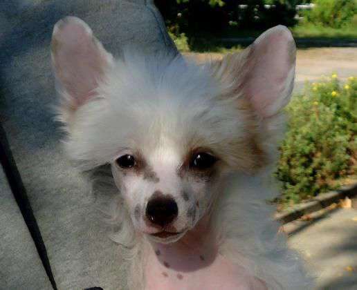 Yaquina's Dance With Me