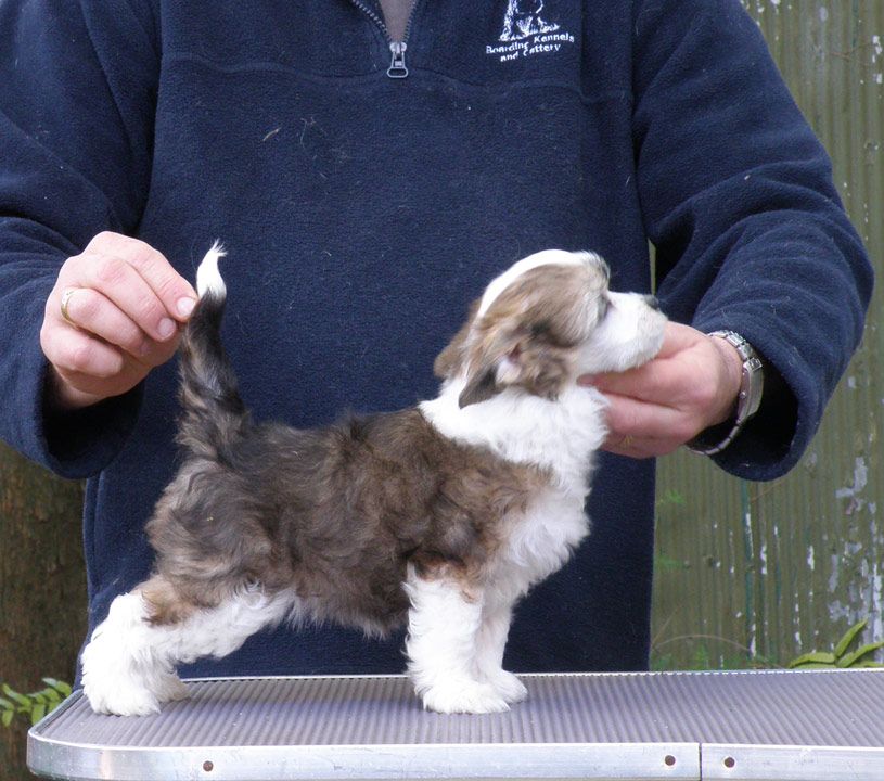 Karakush Puffiterole