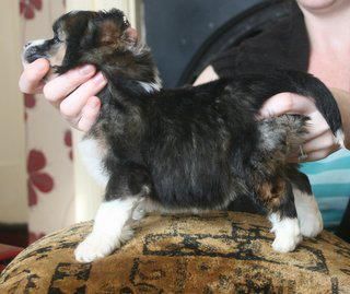 Doucai's  Who Did It