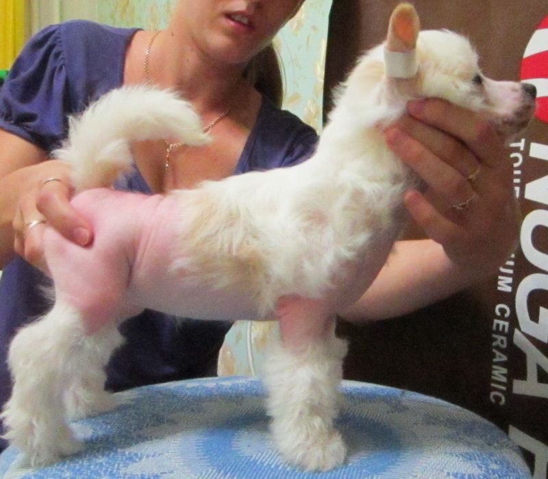 Klodi Alfa Djem Boks