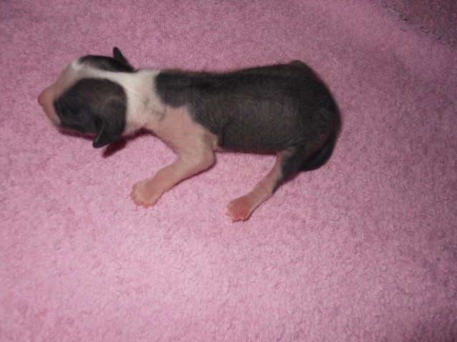 Magic'n Mystic Qingdom Of Dark Souls