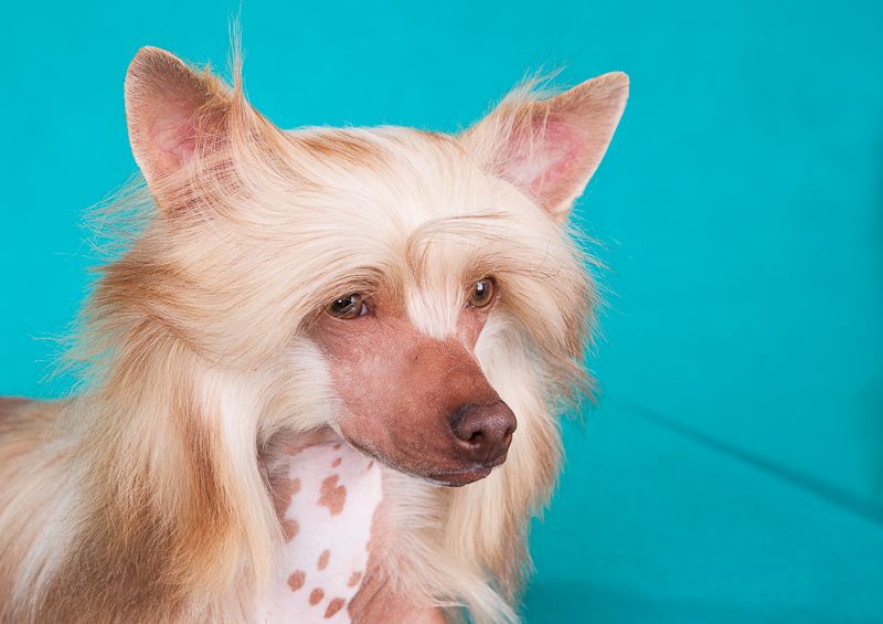 Dogland Happy Sevilla