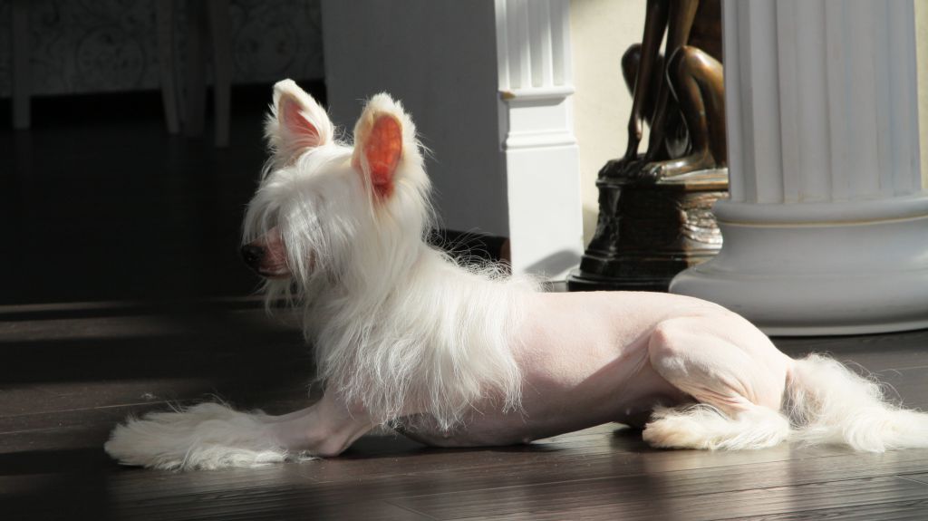 Premier Mari Nina Ricci