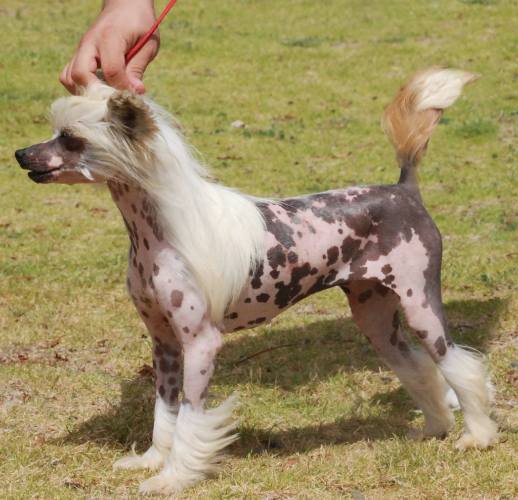 Buba de los Bodegales