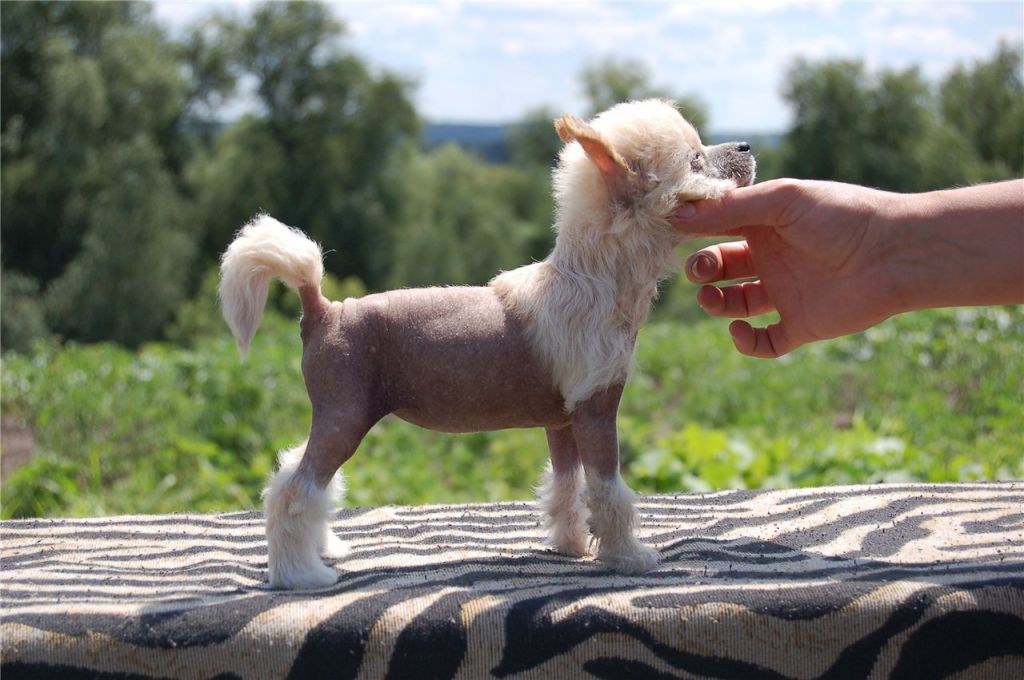 Yamira Sonata Beauty East Sharm 