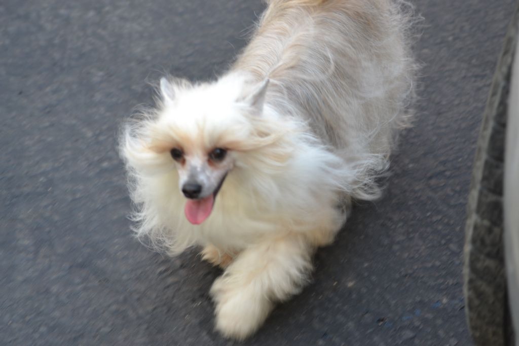 Risin Star's Miss Pikachu DOM